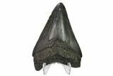 Fossil Megalodon Tooth - South Carolina #164288-2